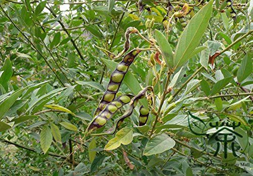 100 Cajanus cajan Semi, gungo pisello, semi di pisello piccione