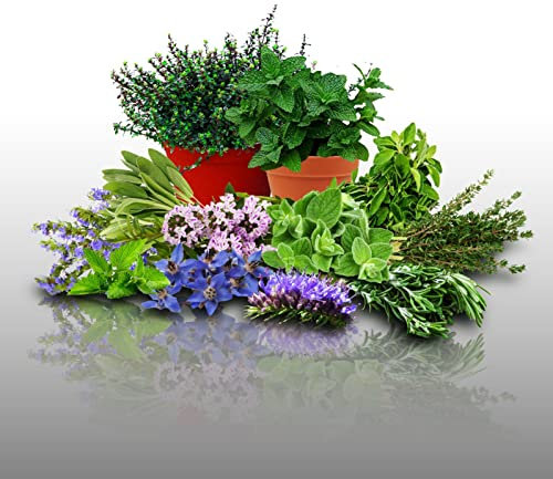 Lot 900 Graines Aromatiques à semer - Le Grenier d'Abondance - LES OFFICINALES - 10 sachets individuels