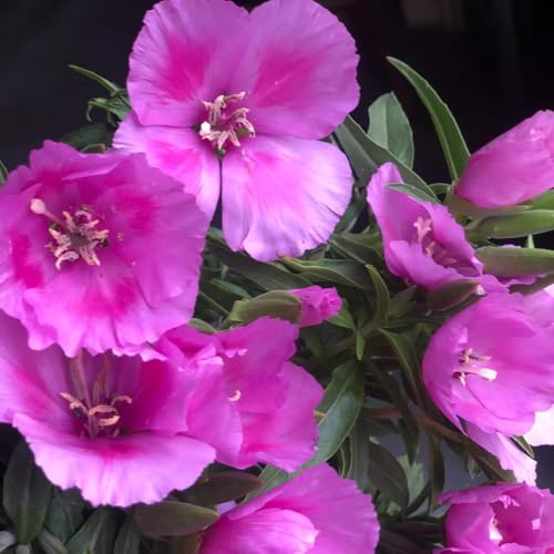 Semi di azalea estiva, esotiche semi di da balcone decorazione da giardino per esterni da esterno resistenti 50pcs