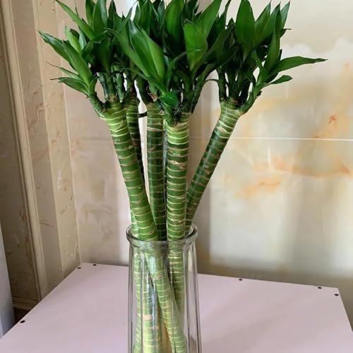 200 pezzi semi di balcone di bambù - semi giardino perenni resistenti, interni resistenti al giardino,