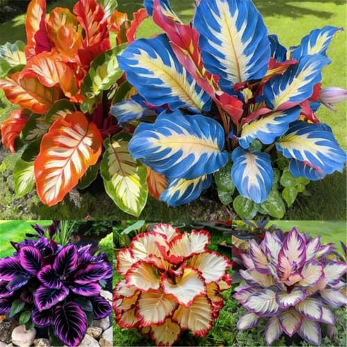 Piantine di Hosta a radice nuda, Molte varietà, Altezza a maturità 50 cm, Tollerante all'ombra, Adatta a vasi da terrazzo e bordi del giardino-6 PIECE-D