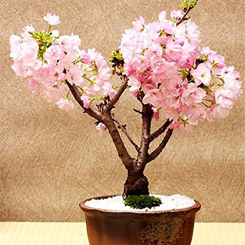 Aamish 20 piezas Mini árbol de bonsai de cerezo rosa Sakura
