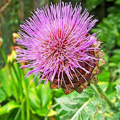 12 unità Cynara Cardunculus - Cardo Vaso 9x9cm ±1 m² - Fiori Viola e Foglie Spesse, Ideali per Giardini e Aiuole Soleggiati