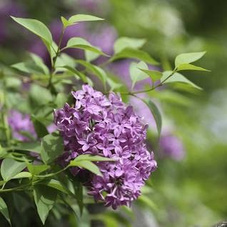 Common Lilac Shrub 12 in Height in an ABP Container