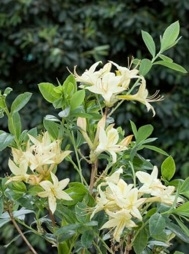 Rhododendron viscosum 'Lemon Drop' 30–40 cm – Winterhart, Mehrjährig, Pflegeleicht – Sumpf-Rhododendron – Zierstrauch für Garten & Moorbeet
