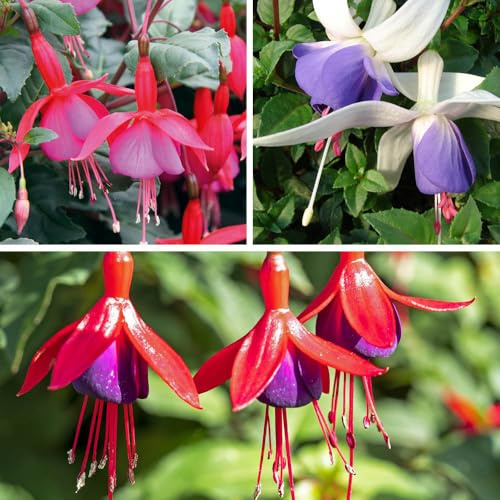 YouGarden Premium Hardy Fuchsia Collection, Set of Six Established Plants in 9cm Pots, Fuchsia 'Delta's Sarah', 'Beacon', and 'Mrs Popple'