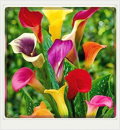 Calla Lily Bulbs-Calla Lily Bulbs for Planting Now UK,Plant Bulbs,Garden Flowers,Hardy Perennial,Wedding Flowers-4bulbs-d