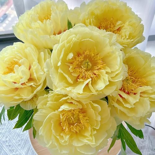 pfingstrosen winterhart - balkonpflanzen sommerblumen exotische garden Seltene - gelbe pfingstrose 30samen