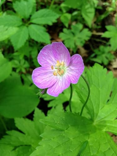 10 Wild Geranium Bareroot Systems