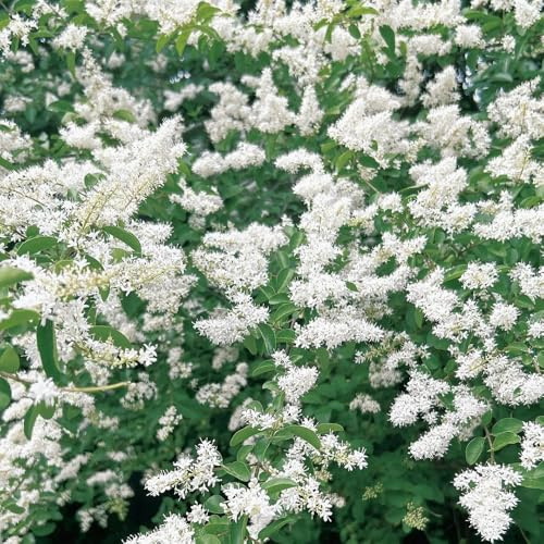 siepe di ligustro Decorazioni giardino resistenti per il soggiorno resistenti in vaso ufficio sempreverdi rialzata per interno in vaso, esterno, 250semi
