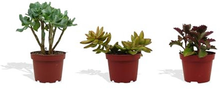 DutchLeafs Sukkulenten Mix 3 Stück Verschiedene Sukkulenten - Topf 10 cm - Kleine Pflanzen Mischung Sukkulenten Starter Set Pflegeleichte Zimmerpflanzen - Höhe 15-20 cm