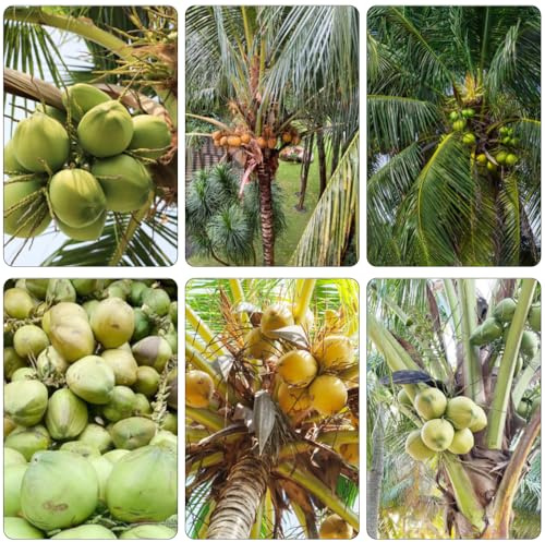 palma da cocco - Cocos nucifera verdi da giardino perenni resistenti semi organici semi ufficio letto 20pcs