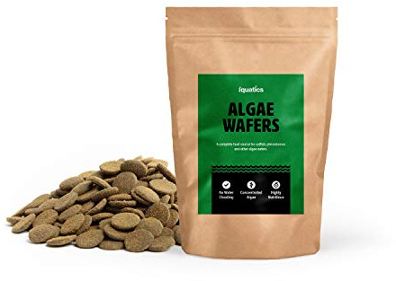 iQuatics Algae Wafers Fish Food Plecostomus Catfish Bottom Feeders and other algae eaters - 70g
