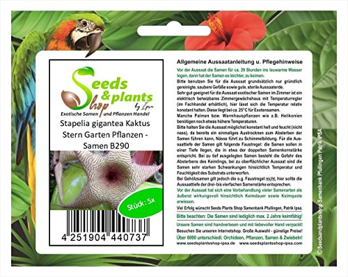 Pezzi - 5x Stapelia Gigantea Cactus Stern Giardino Piante - Seme B290 - Seeds & Plants Shop by Ipsa