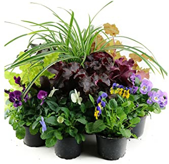 Herbst Blumen Set Nr.18 Carex, Hornveilchen & Heuchera in 3 Farben
