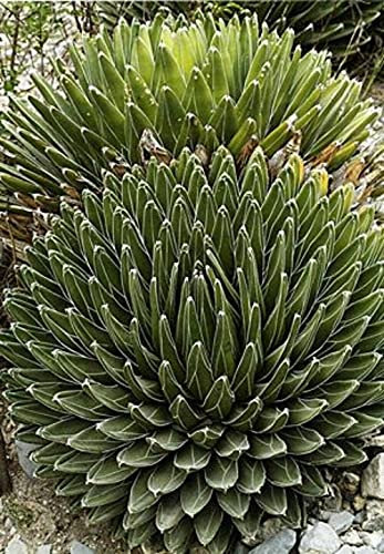 Agave Victoriae Reginae Huasteca Canyon Géant Reine Victoria Agave 5 Grani