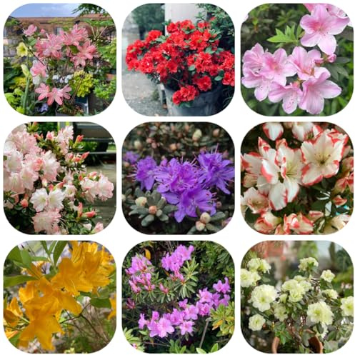 semillas resistentes del rododendro, exóticas jardín 30pcs