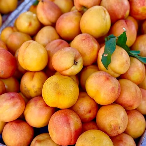 Nektarinenbaum pflanzenkübel pfirsichbaum obstsamen gartenpflanzen pflanzensamen bio obstbaum hochbeet balkon dekopflanzen zimmerpflanze balkon garten säulenobstbäume winterharte 10samen