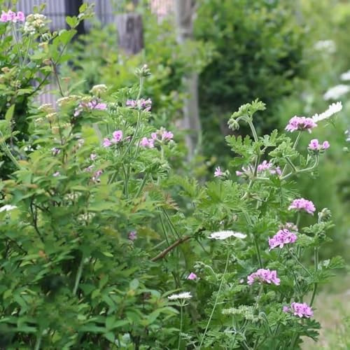 Geranio al limone - gerani profumati - giardino resistenti, giardino aromatico sul balcone, autunnali interno semi biologici di selvatici primaverili 250semi