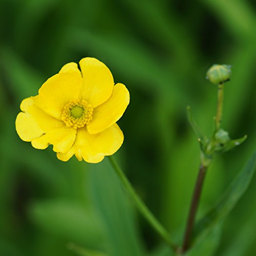 Blumixx Stauden Ranunculus lingua 'Grandiflora' – Großblütiger Hahnenfuß für feuchte Standorte, winterhart, mehrjährig, gelbe Blüten, ideal für Teichrand & Naturgärten