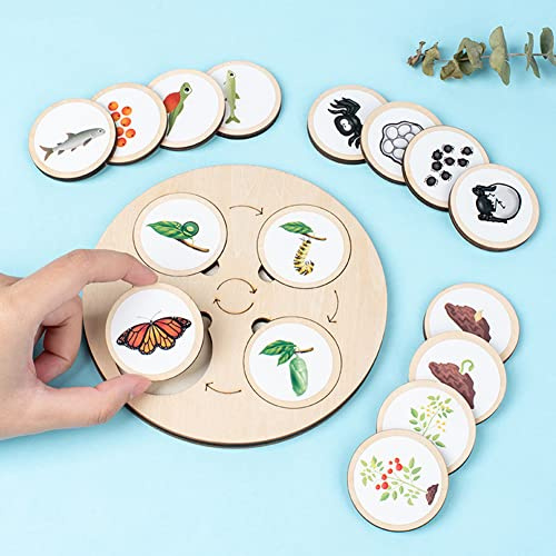 Lebenszyklus Brett aus Holz, Life Cycle Board Montessori Holzspielzeug ab 1 jahr Lernen Tiere Schmetterling Hahn Frosch Schildkröte Spielzeug Kleinkind Puzzle Lernspielzeug für Kinder,20cmx30cmx4cm