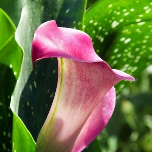 Calla Lily Bulbs-Calla Lily Bulbs UK Calla Lily Plant Calla Lily Bulbs for Planting Now UK,Plant Bulbs,Hardy Perennial,Wedding Flowers,Garden Flowers-10bulbs-b