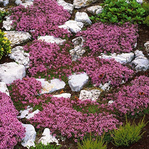 500Pcs Creeping Thyme Seeds Ground Cover Carpet Perennial Flowering Garden Plant Decor Rock Cress Seeds (Pink)