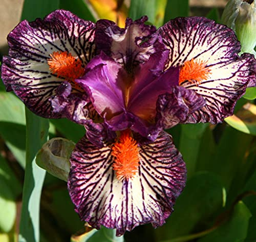 Lampadine Iris,Bulbi da fiore,issimi Fiori Recisi,Decorazione Domestica,Dea Arcobaleno,Decorazione del balcone-10 Bulbi,3