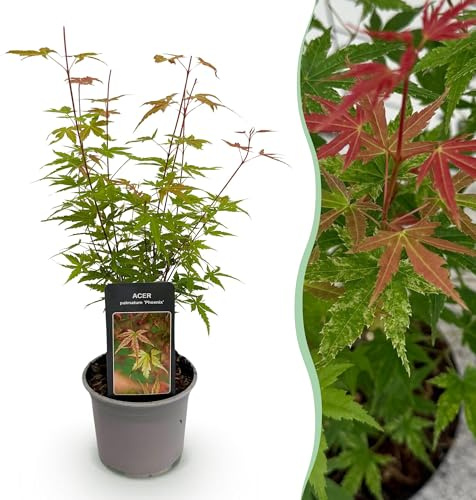 Ahorn Acer palmatum Phoenix – 12cm – Höhe ca. 35cm – Rosa Austrieb & rote Blüte – Laubabwerfender pflegeleichter Zierstrauch für Beet, Balkon & Terrasse