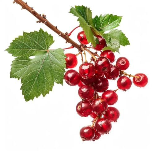 50 Graines de Groseillier à Grappe Rouge