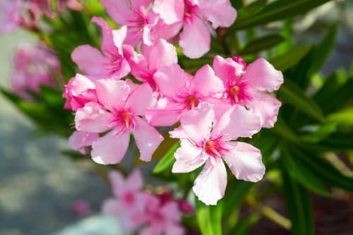 Oleander Flower Seeds 50pcs Pink