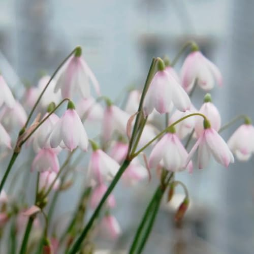 bulbi in tazza di marzo - I bulbi da sono perenni, resistenti Leucojum vernum - le da giardino roccioso sono resistenti esotiche 4pcs