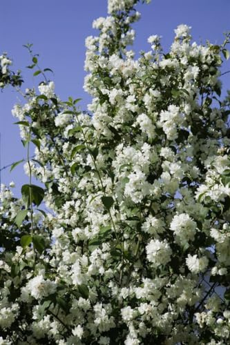 Duftjasmin Philadelphus Virginal 80-100 cm, weiße Blüten, winterhart