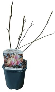 Arbusti - Magnolia Soulangiana - Fiori rosa chiaro - 1 Pianta - Decidui - Bassa manutenzione - 35-45cm - Ø18cm - Pianta da giardino