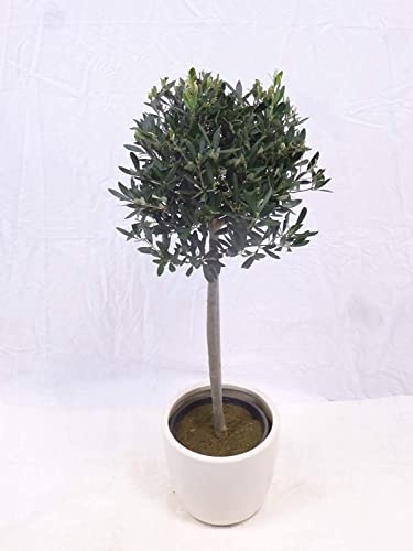 [Palmenlager] OlivenbaumOlea europea Hochstamm 110 cm