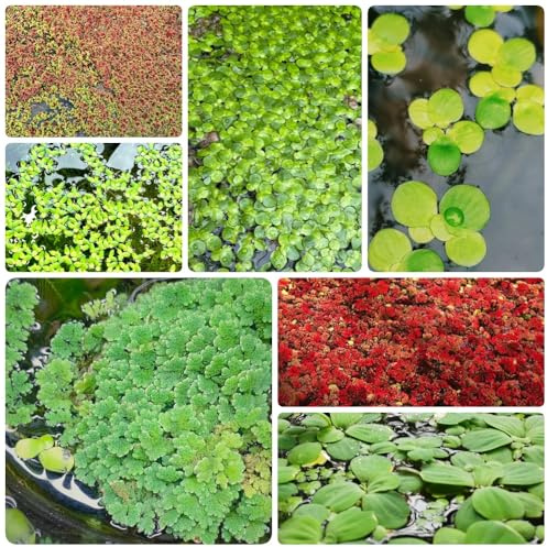 Semillas de lenteja de agua para estanques, estanque de acuáticas regalos inusuales semillas de acuario variedades antiguas sostenible de acuario 500pcs