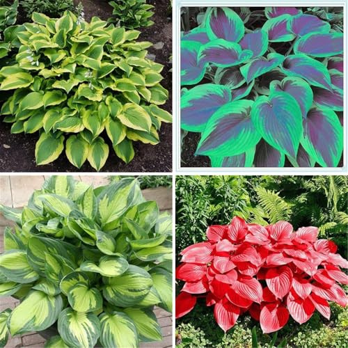 [VCUYHKMB] Garten-Funkien Rhizome Winterhart - Leichte Pflege Hosta zum Kaufen-6Rhizome-X