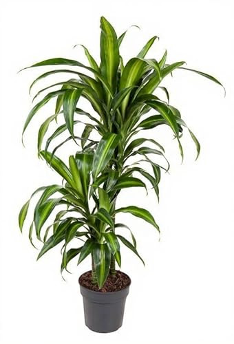 Dracaena Hawaiian Sunshine Drachenbaum panaschierte Blätter Zimmerpflanze Höhe 100 cm