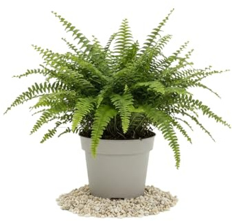 Nephrolepis Exaltata con Nombre Común Helecho de Boston DECOALIVE Planta en Maceta de 12 cm Planta Viva de Interior