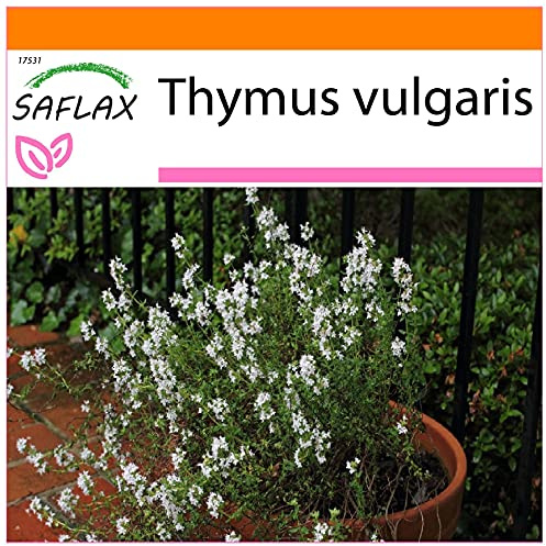 SAFLAX - Garden in the Bag - Tomillo - 200 semillas - Con sustrato de cultivo en un sacchetto rigido fácil de manejar. - Thymus vulgaris