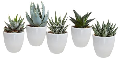 Succulente | Gasteria/Haworthia Mix in vaso bianco | 5 pezzi | varie varietà | Ø 6,5 cm | 8-13 cm | Piante da appartamento di facile manutenzione | in una fioriera coordinata a colori
