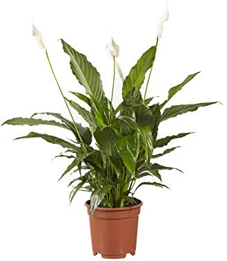 Indoor-Helden Spathiphyllum 'Vivaldi' – una hoja, diámetro de la maceta: 17 cm, altura: 70 cm, hoja de vaina, bandera, lirio de la paz