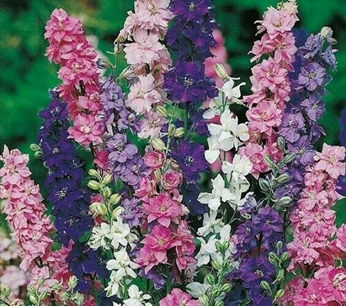 Buy4seeds Flower Larkspur Giant Imperial Mix - 300 Seeds Easy to Grow