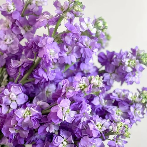 semillas de violeta perenne resistentes para el jardín de reserva ornamentales decoración Decoración para exteriores, alfombra, jardín, 150pcs