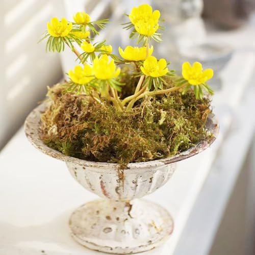 winterlinge - nachhaltige geschenke winterlinge kräutergarten küche geschenk bodendecker kräuterpflanzen winterharte garten deko gartenkräuter büropflanzen gartendeko für draußen 200samen