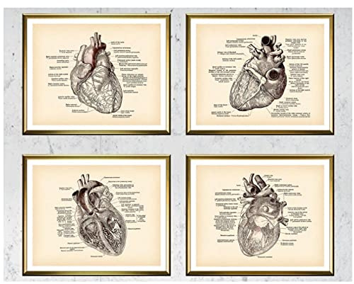 BINGJIACAI Cuore anatomico Umano Poster Anatomia Medica Cardiologo Regalo Tela Pittura Clinic Wall Art Picture Print Doctor Office Decor-35x50cmx4 Senza Cornice