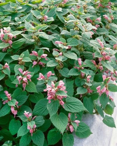 Lamium orvala 11x11 cm Topf – Winterhart, Mehrjährig, Pflegeleicht – Großblütige Taubnessel – Staude für Schattenbeet & Gehölzrand