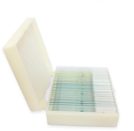 2 x 25 Mikroskop-Objektträger mit Proben, vorbereitete Mikroskop-Objektträger, aus Glas vorbereitete Mikroskop-Objektträger in Box für Mikroskop-Zubehör, Biologie und Grundwissenschaft für die Bildung