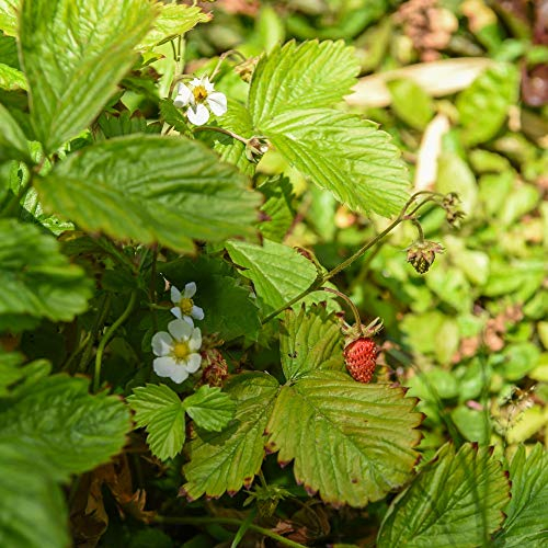 Woodland Strawberry Fragaria Alpine Wild Hardy Perennial Fruit Winter Summer Flowering Harvest Garden Plants Grow Your Own 1 x Seed Packet (80 Seeds) Woodland Strawberry by Thompson and Morgan