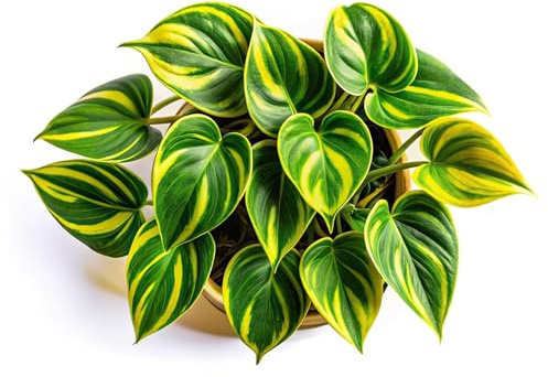 Lemon Jade Brasil Philodendron – Live Starter Plant in 2 Inch Pot - Striking Variegated Foliage with Bold Yellow-Green Centers